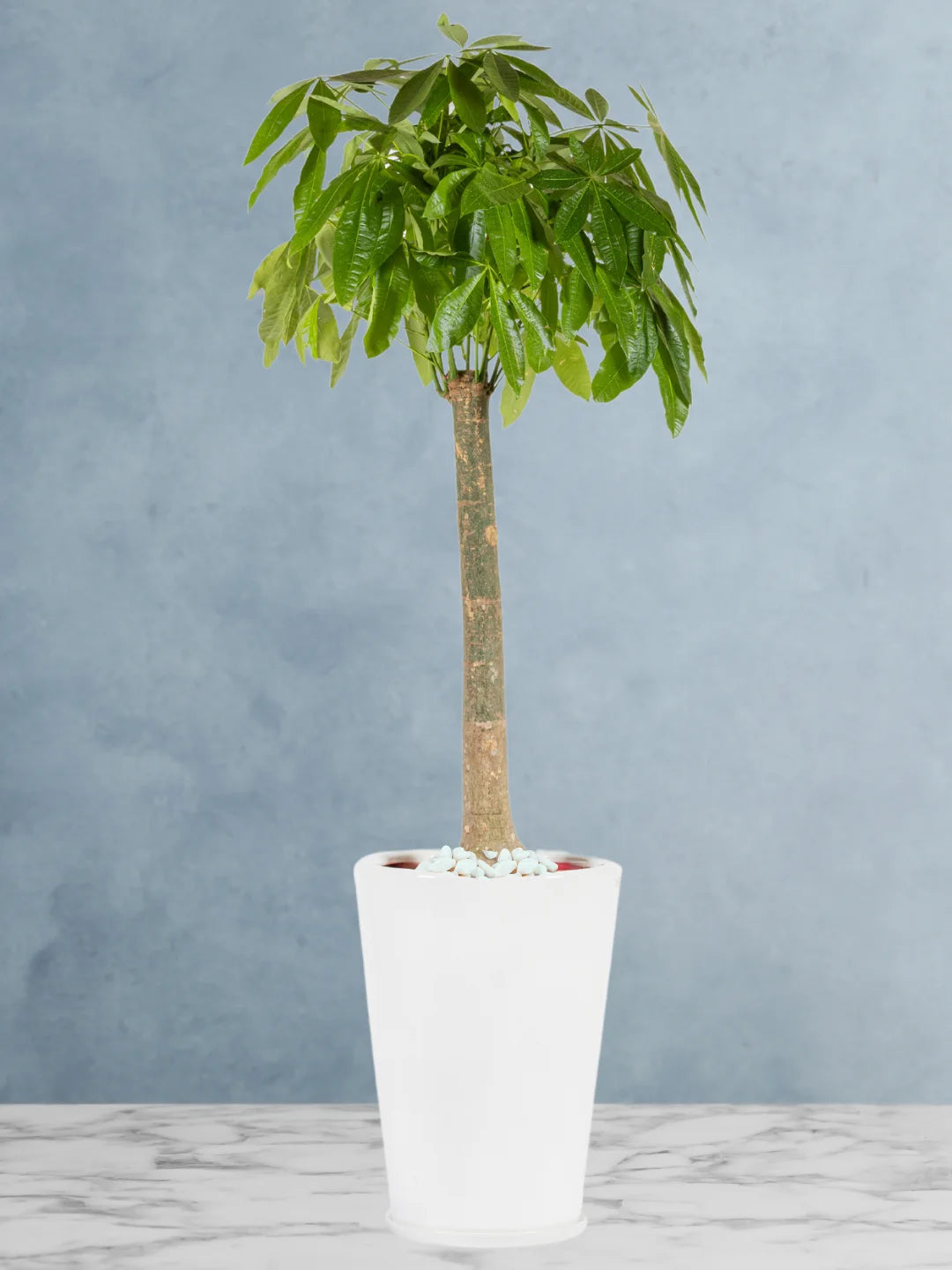 white money tree XL Potted Pachira Money Tree | 150–180cm
