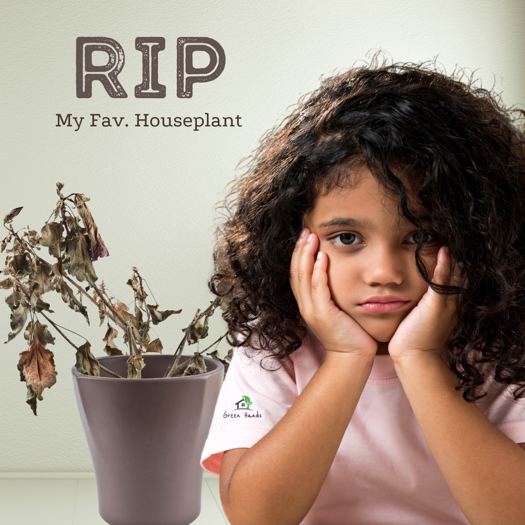 How to Rescue your Favorite House Plant in Dubai, UAE?