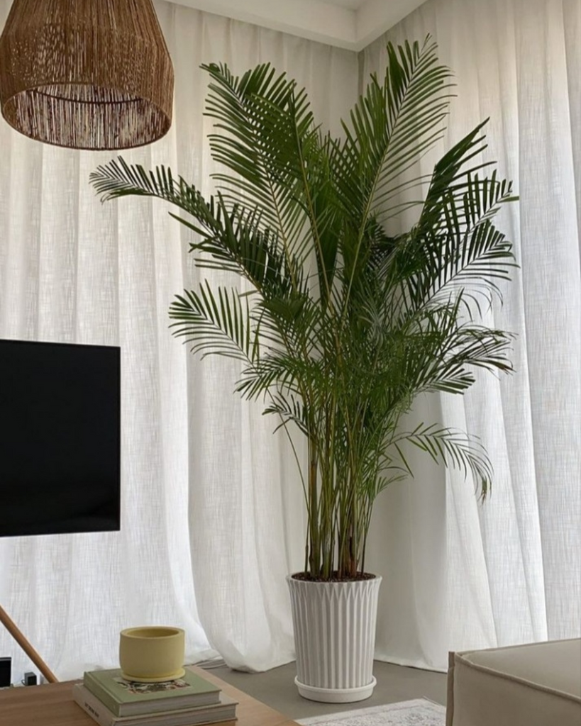 How to Care for XL Areca Palms in the UAE?