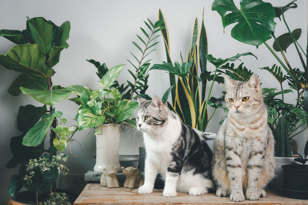 A Guide to Pet-Friendly Indoor Plants in Dubai, Abu Dhabi, and the UAE