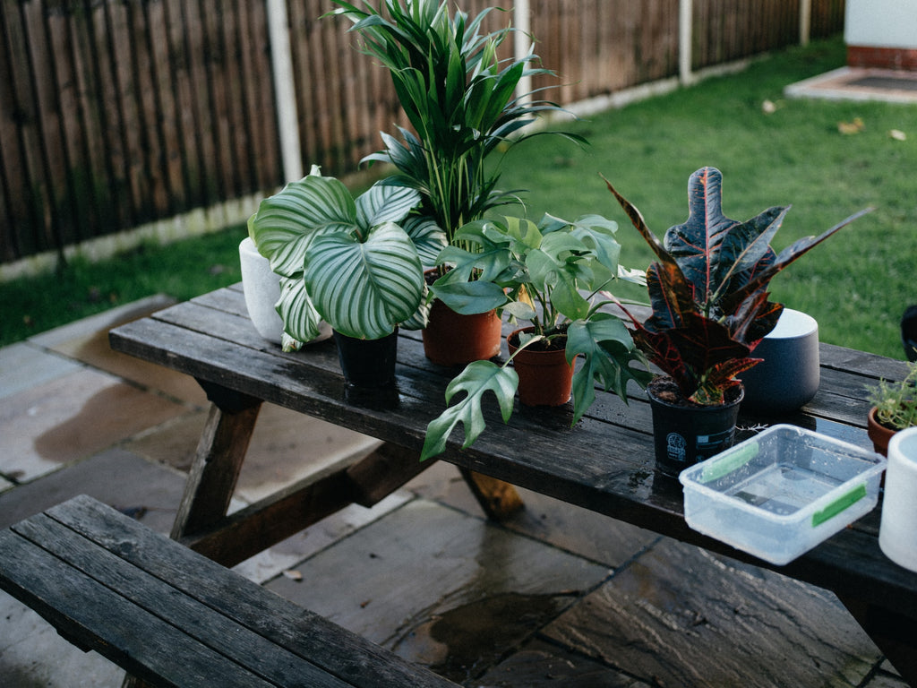 A Beginner's Guide to Choosing and Caring for Houseplants in Dubai and the UAE