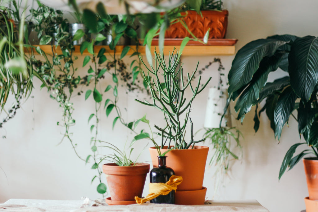 Flourishing Foliage: Optimize Indoor Plant Life in Dubai Homes
