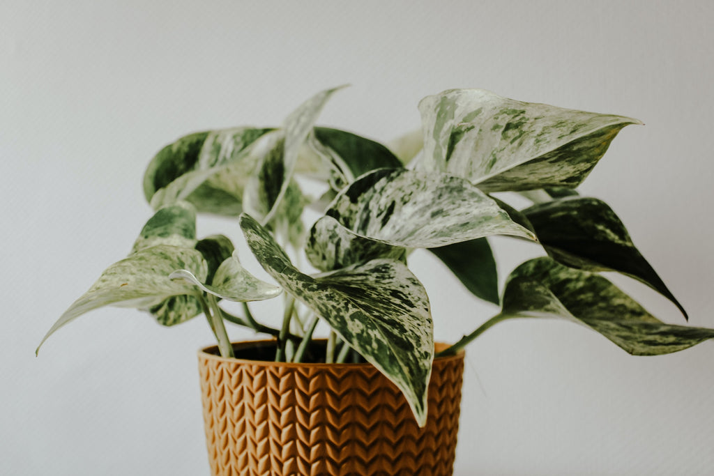 7 Causes of House Plant Death and How to Revive Them