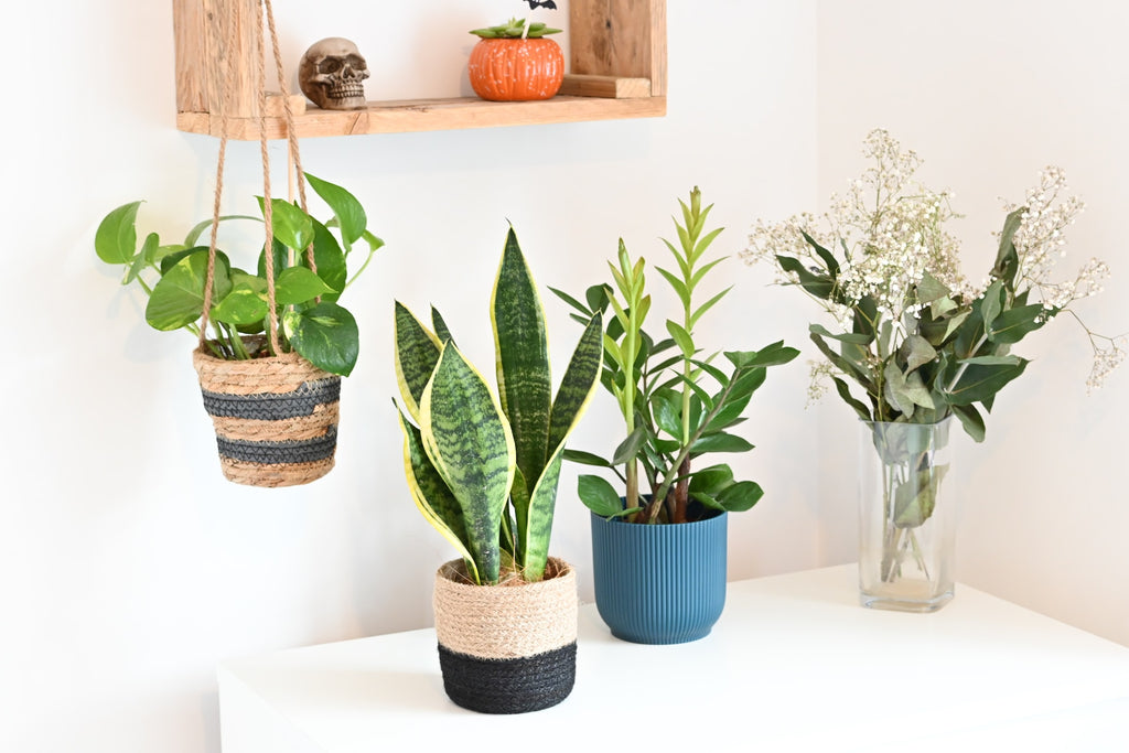Adapting Your Indoor Plants to Dubai & Abu Dhabi AC Environments