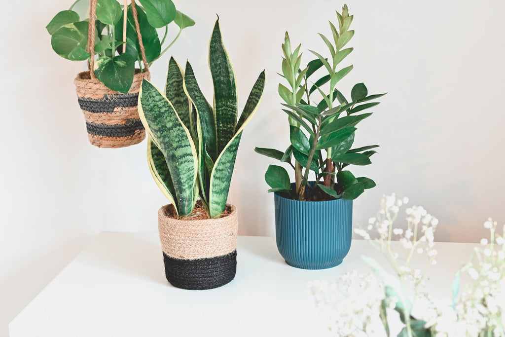 The Ultimate Guide to Caring for Indoor Plants in Dubai and Abu Dhabi