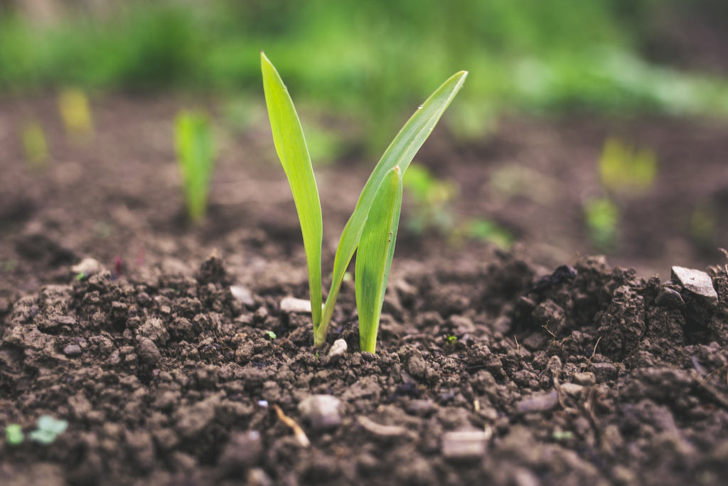 The Power of Organic Soil for a Healthier Planet