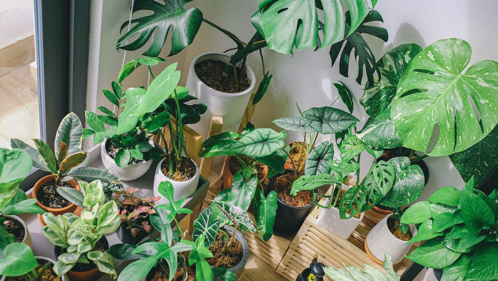 Breathe Easy with Indoor Plants: The Ultimate Guide for UAE Residents