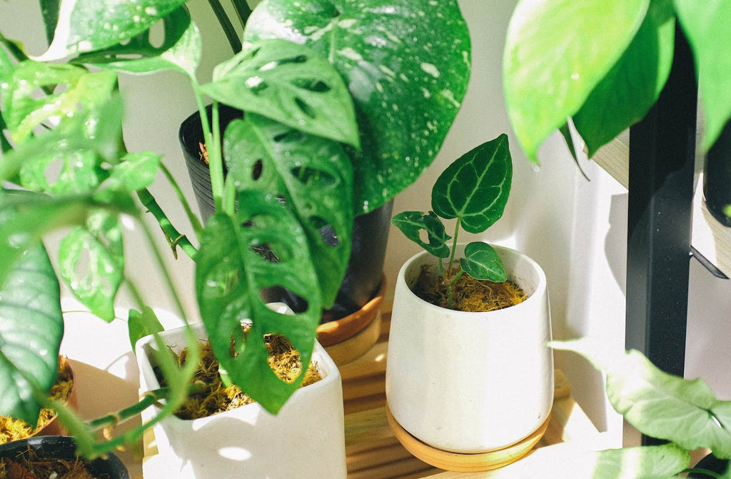 3 Interesting Ways Plants Perk Up Your Office Environment