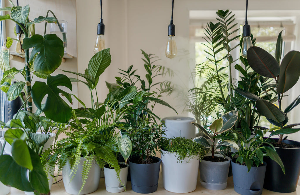 Expert Advice on Caring for Potted Plants