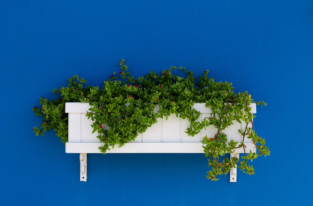 Transform Your Home into an Oasis with These Planter Ideas
