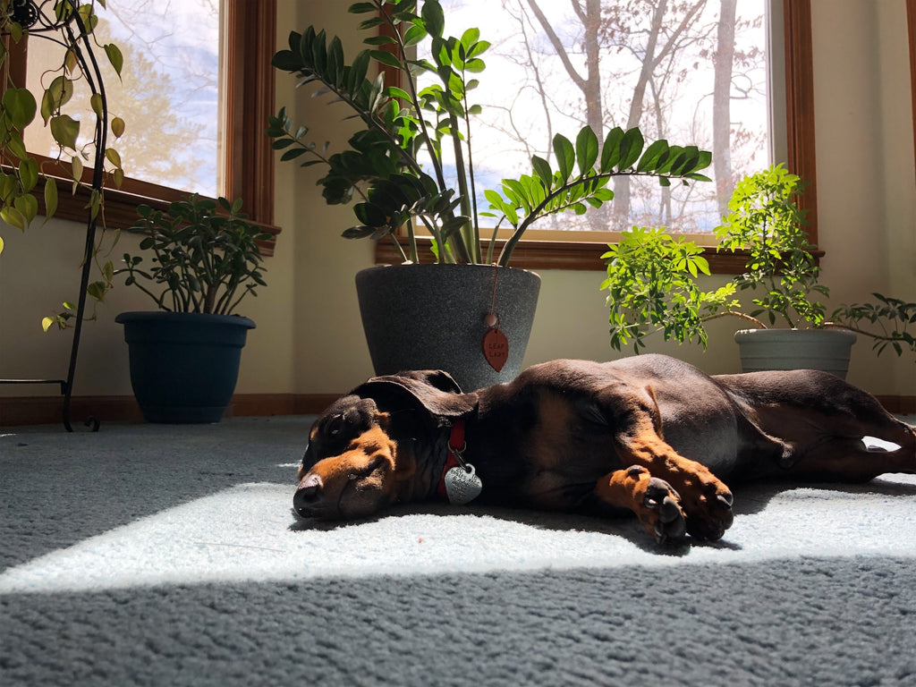 A Pet-Friendly Indoor Oasis: Houseplants That Are Safe for Your Furry Friends