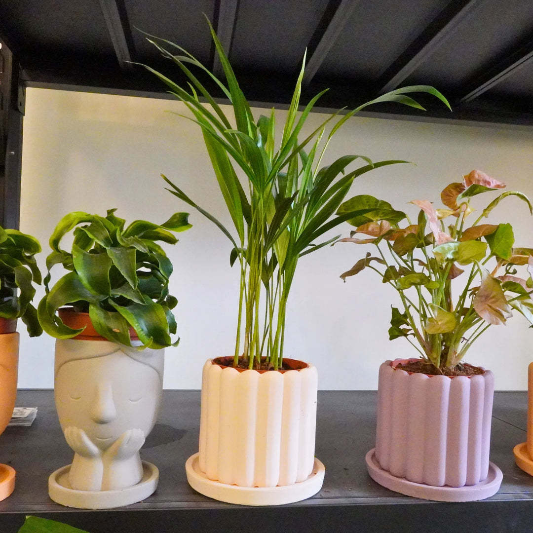 Potted Desktop Plants in Designer Pots with Matching Drain Plates
