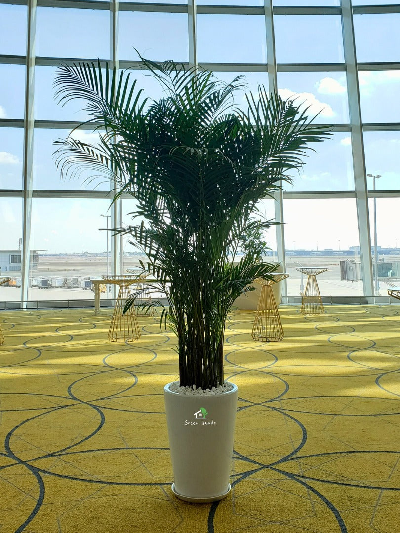 All Potted Plants