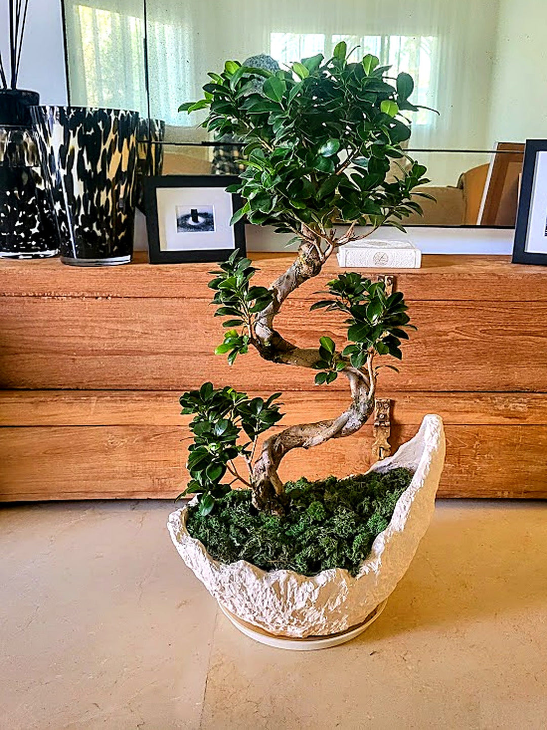 Desktop-S-Shape-Bonsai-in-Flat-White-Ceramic-Pot