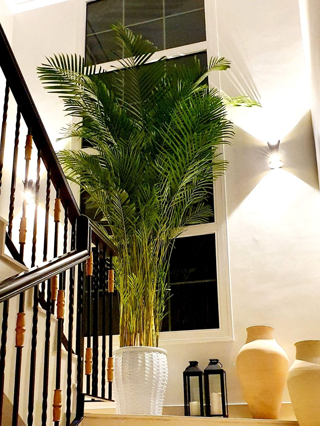 XL and XXL Potted Plants
