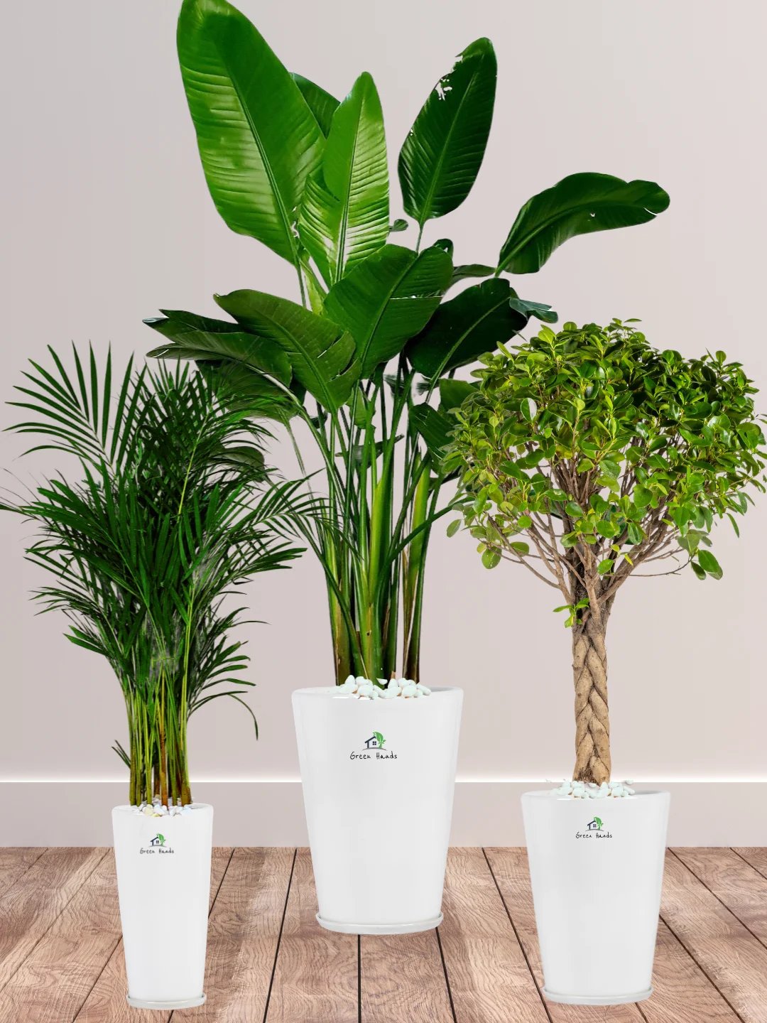 Potted Office Plants
