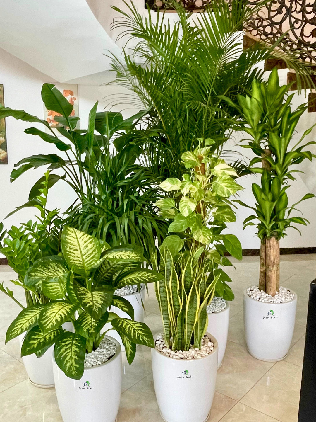 Premium Potted Office Plants