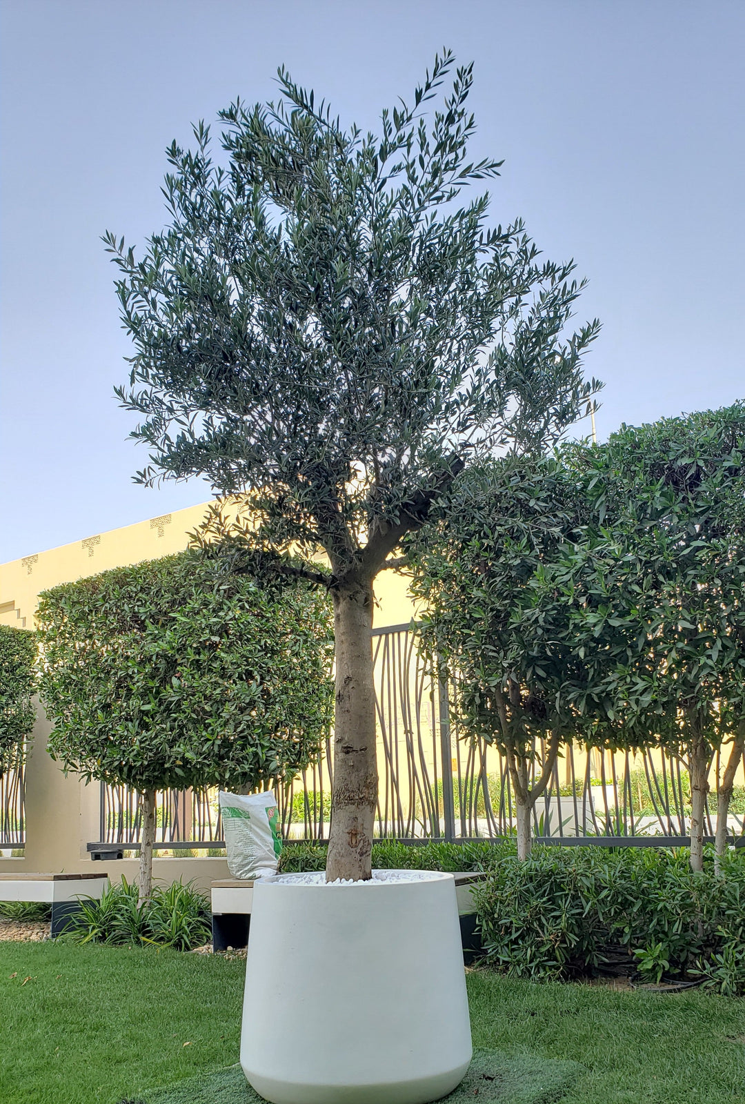 View All | Pots, Plants & Care Services by Green Hands