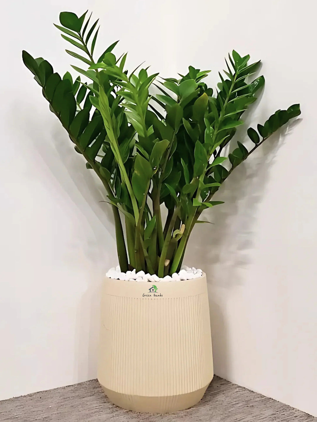 XL-ZZ-Plant-in-Premium-Beige-Fiber-Pot