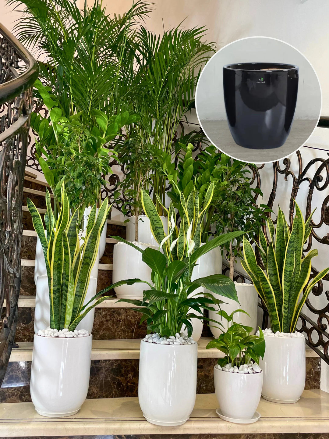 Set of potted plants with a close-up of a black pot on a decorative metal staircase.