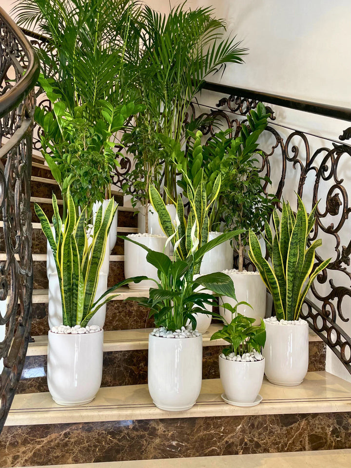 Decorative arrangement of potted plants on a staircase with marble steps.