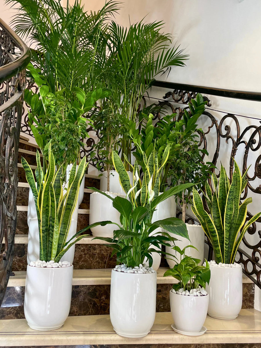 12-Indoor-Plants-in-White-Ceramic-Pots-Bundle