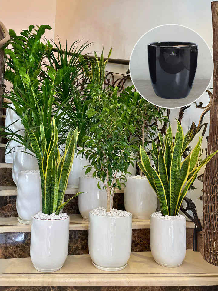 12-Modern-Indoor-Plants-in-Black-Ceramic-Pots-Bundle