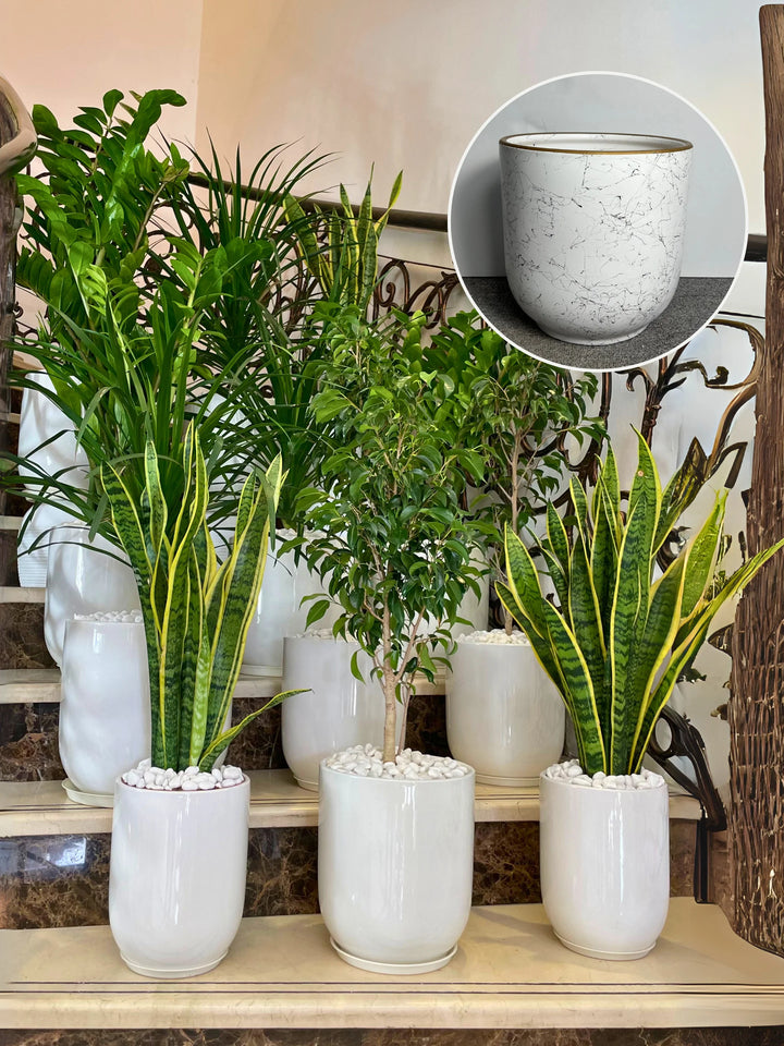12-Modern-Indoor-Plants-in-Black-Ceramic-Pots-Bundle_2