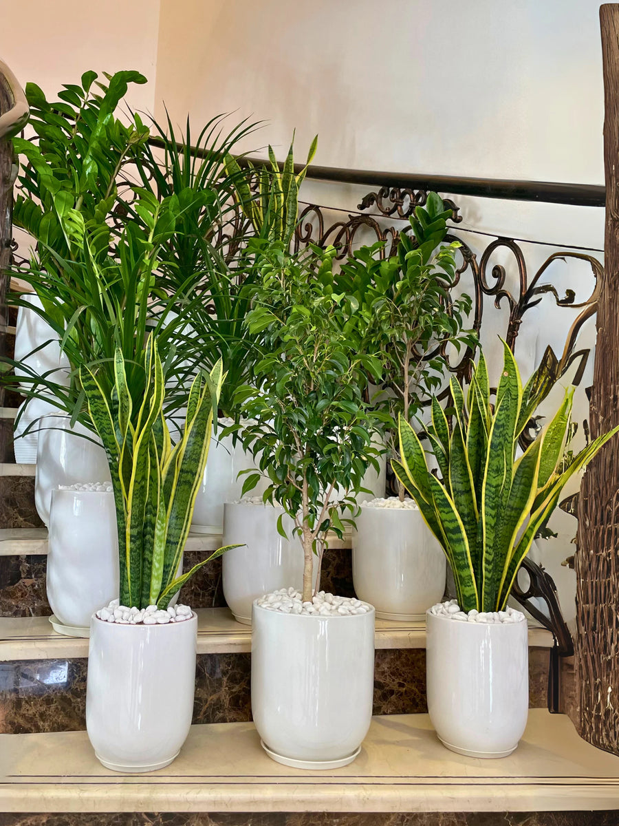 12-Modern-Indoor-Plants-in-White-Ceramic-Pots-Bundle
