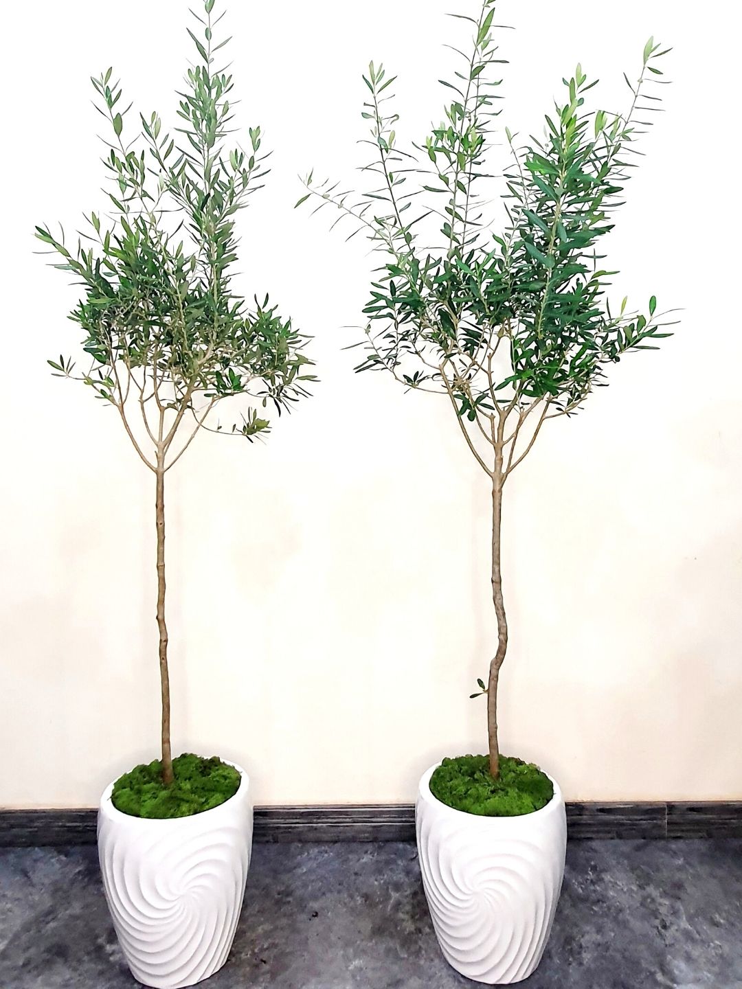 Sleek Stem XL Indoor Olive Tree: Resilience in a Stylish Ceramic Pot