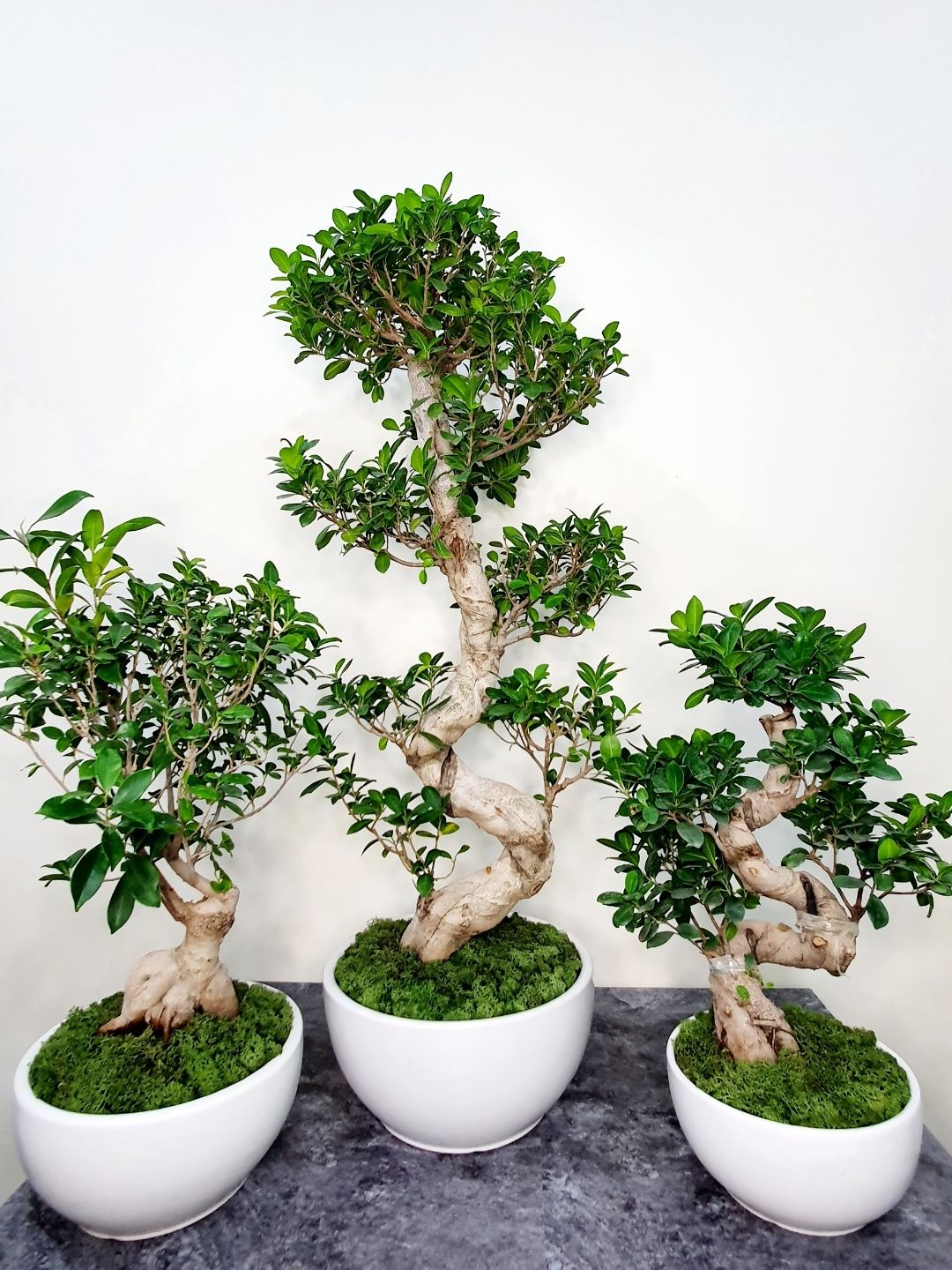 Potted XL Bonsai Tree - S Shape Planted in Ceramic Tall White Pot with Pebbles Topping