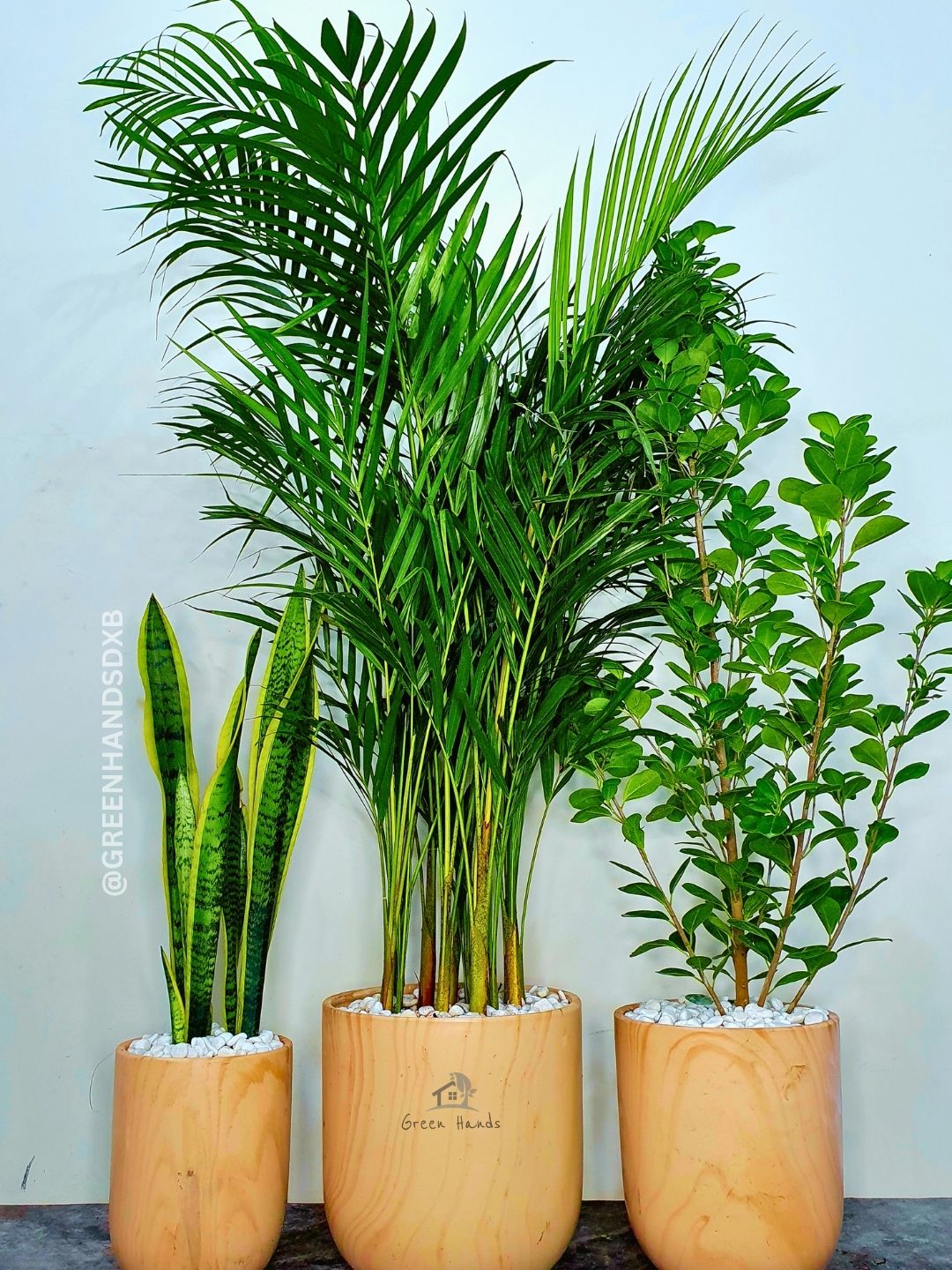 Large Areca Palm, Snake & Ficus Panda Plants: Potted Trio in Matching Pots