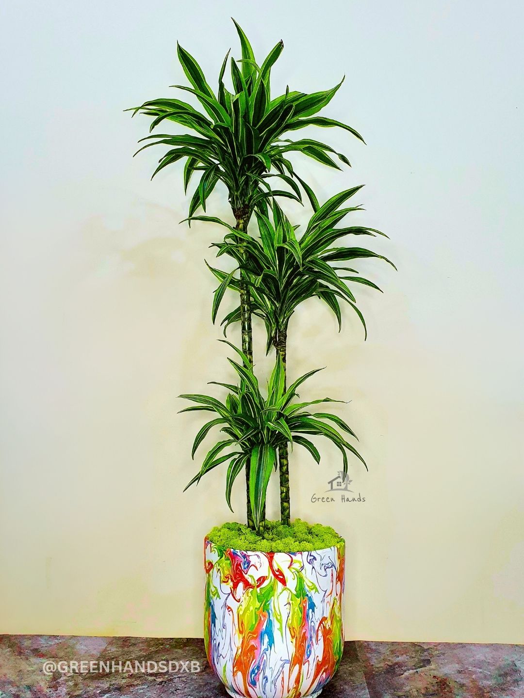 XL Potted Dracaena Lemon Lime | Pot & Moss Included Planted in Rainbow Symphony Pot