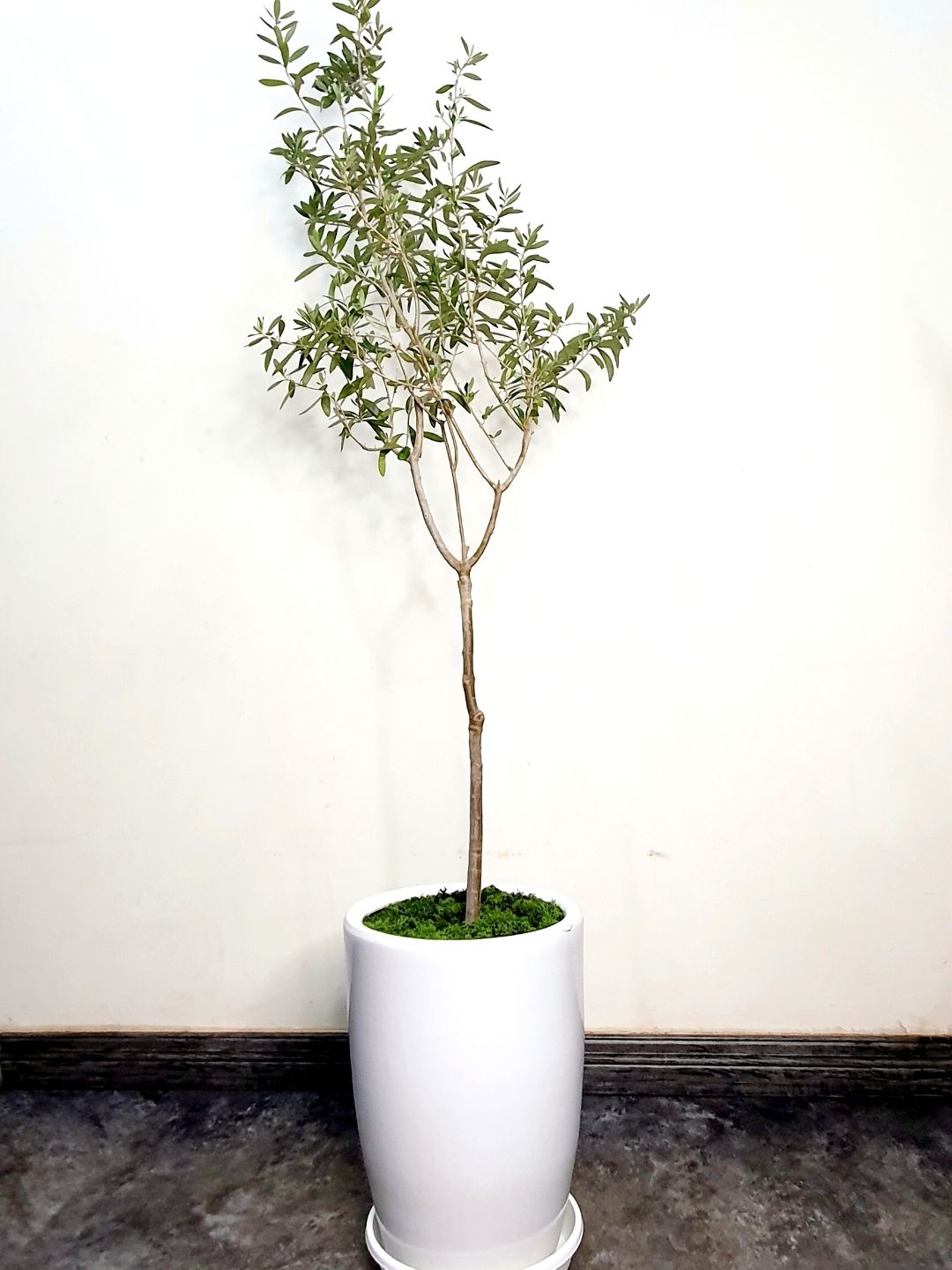 Sleek Stem XL Indoor Olive Tree: Resilience in a Stylish Ceramic Pot