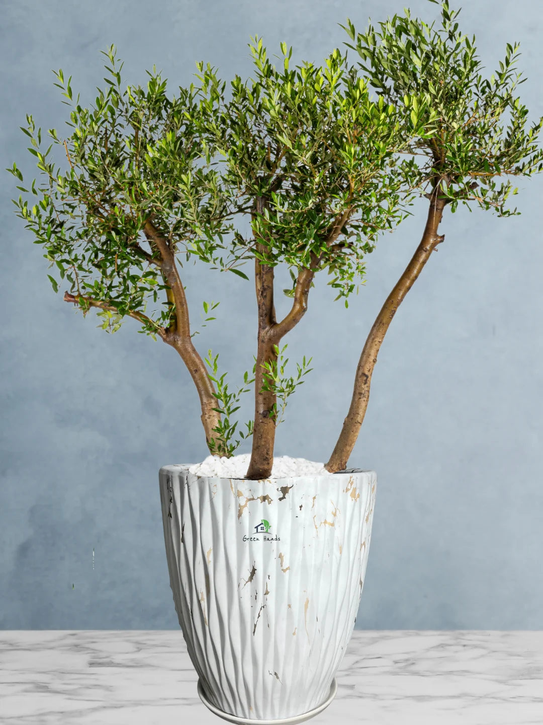 Potted 3 Head XL Olive Tree Or Olea Europa | Statement Plants Collection