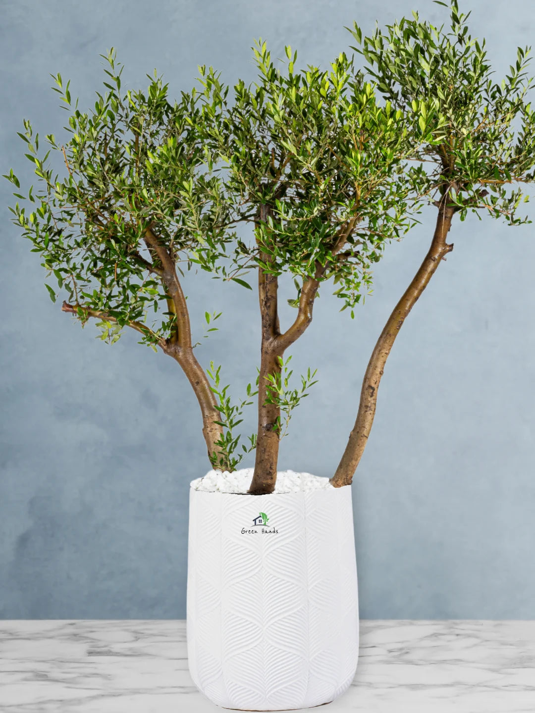 Potted 3 Head XL Olive Tree Or Olea Europa | Statement Plants Collection