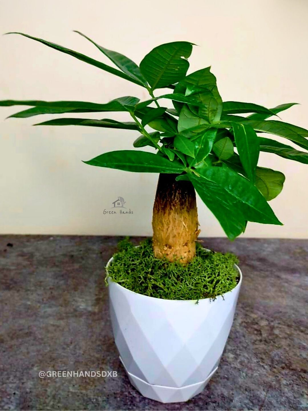 Pachira Aquatica or Money Tree | Pot & Moss Included