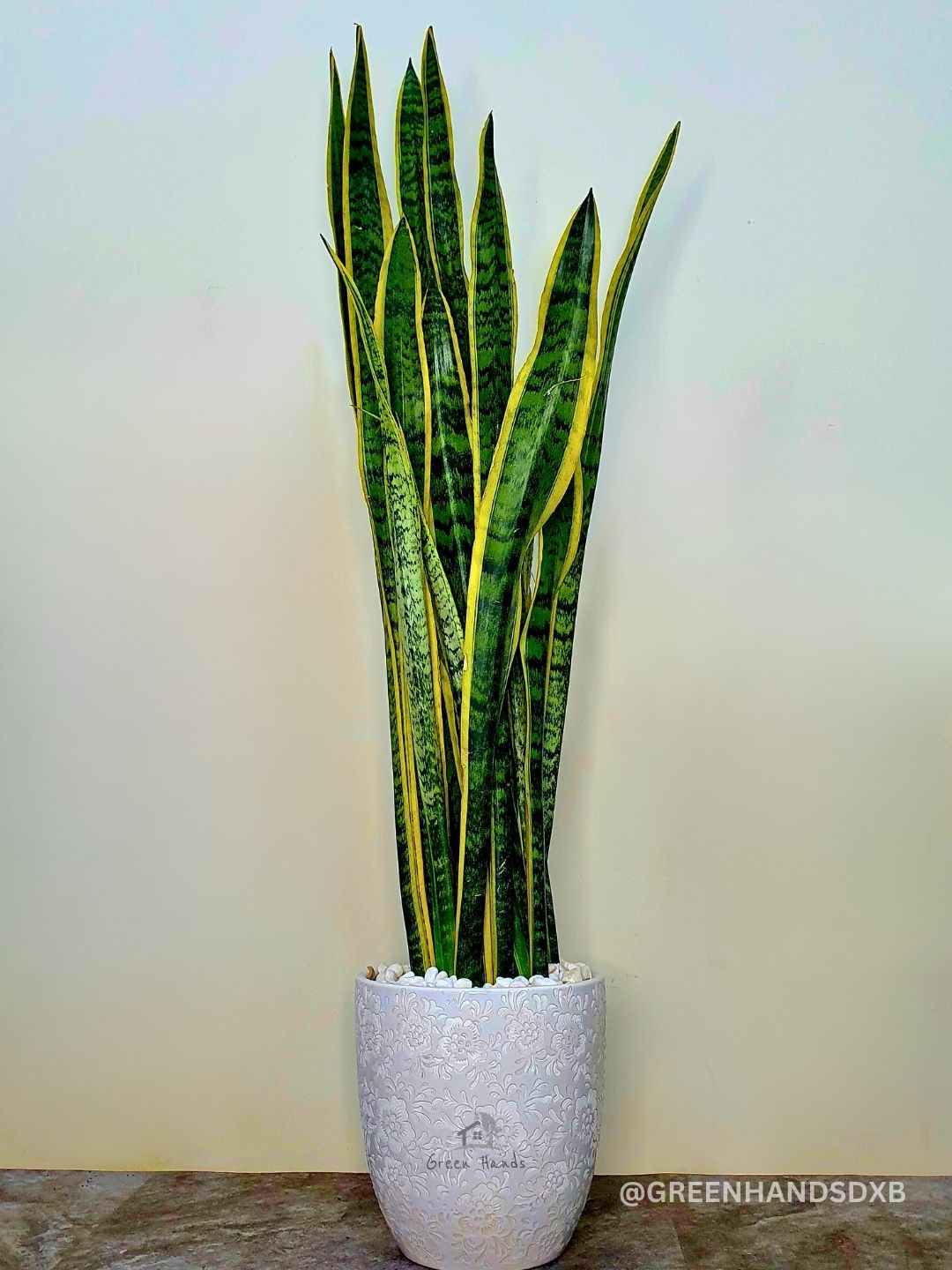 Snake Plant: The Ultimate Low-Maintenance, Air-Purifying Indoor Plant