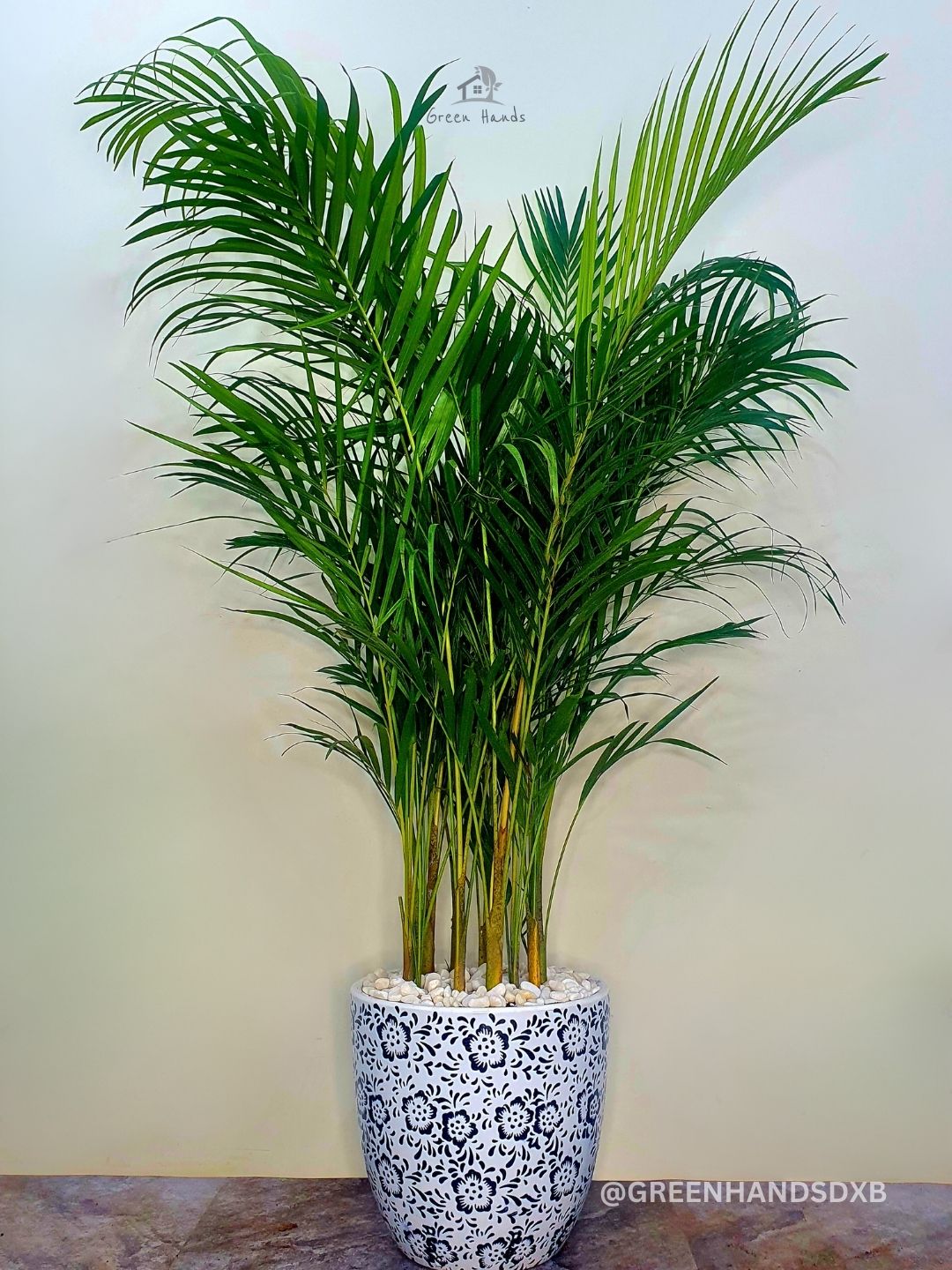 Large Potted Areca Palms | Best Air-Purifying Plant & Top Seller Planted in Deep Blue Floral Pot