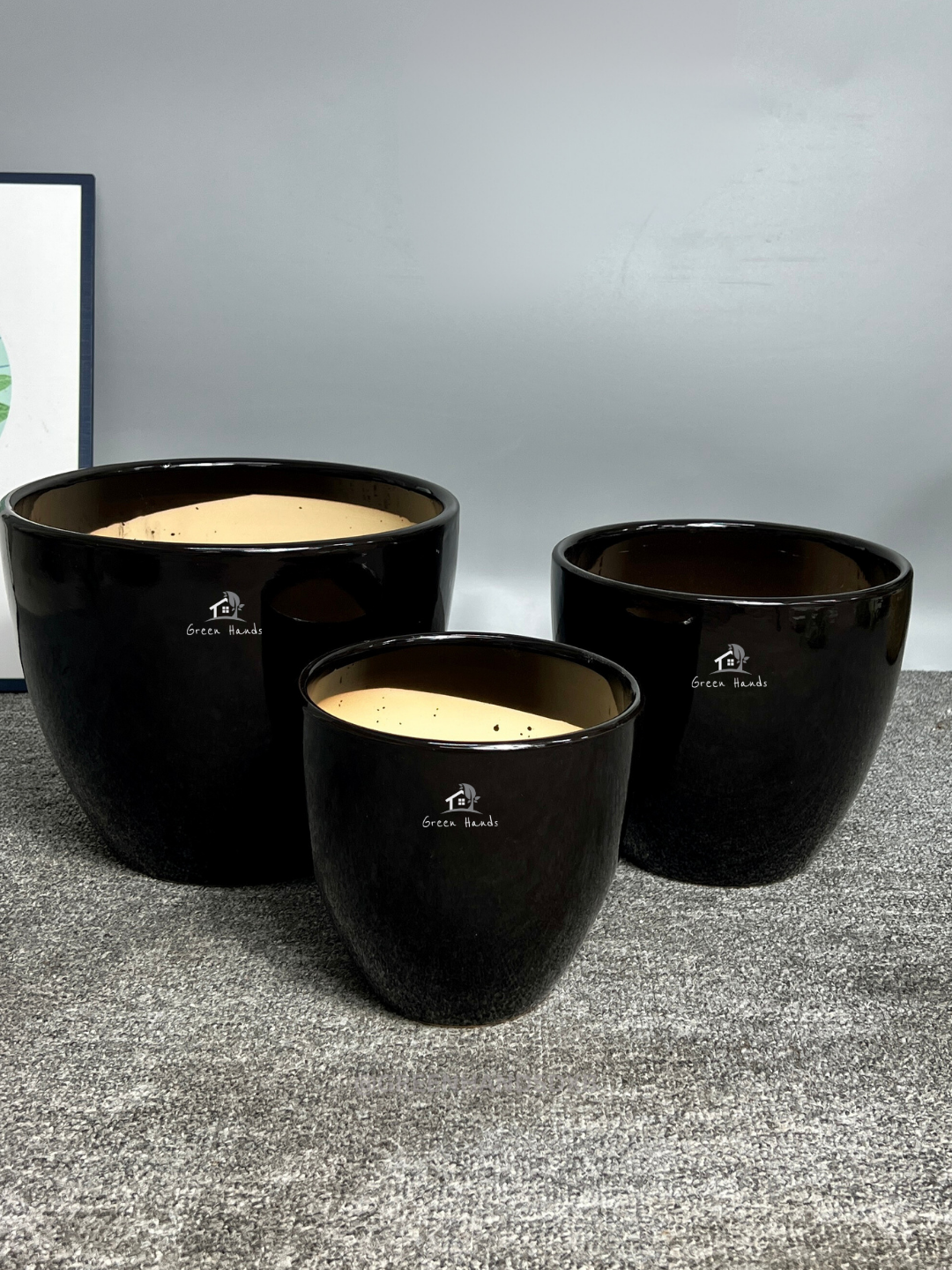 Potted Large Areca Palm, Aloe Vera, and Bonsai Bundle - Ceramic Pots