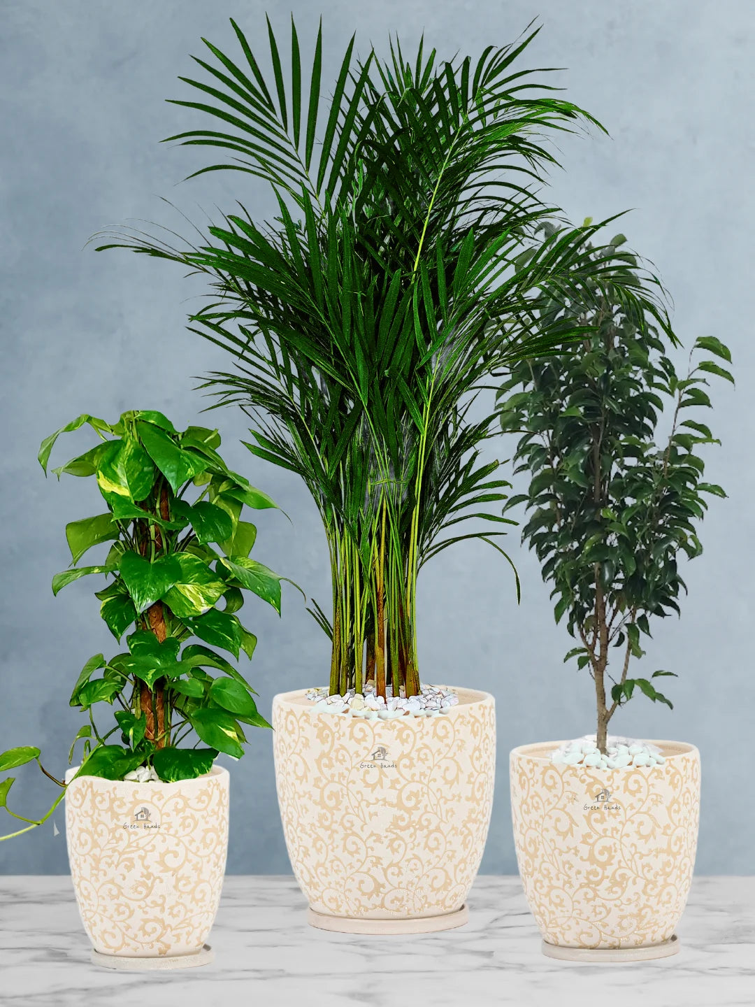 Areca-Money-Plant-Benjamina-Plants-Bundle-Beige-Floral-Ceramic-Pots
