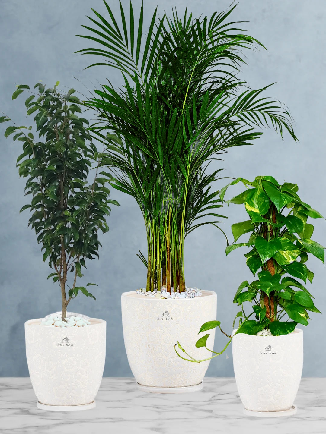 premium indoor plants Potted Areca Palm, Ficus & Money Plant Bundle