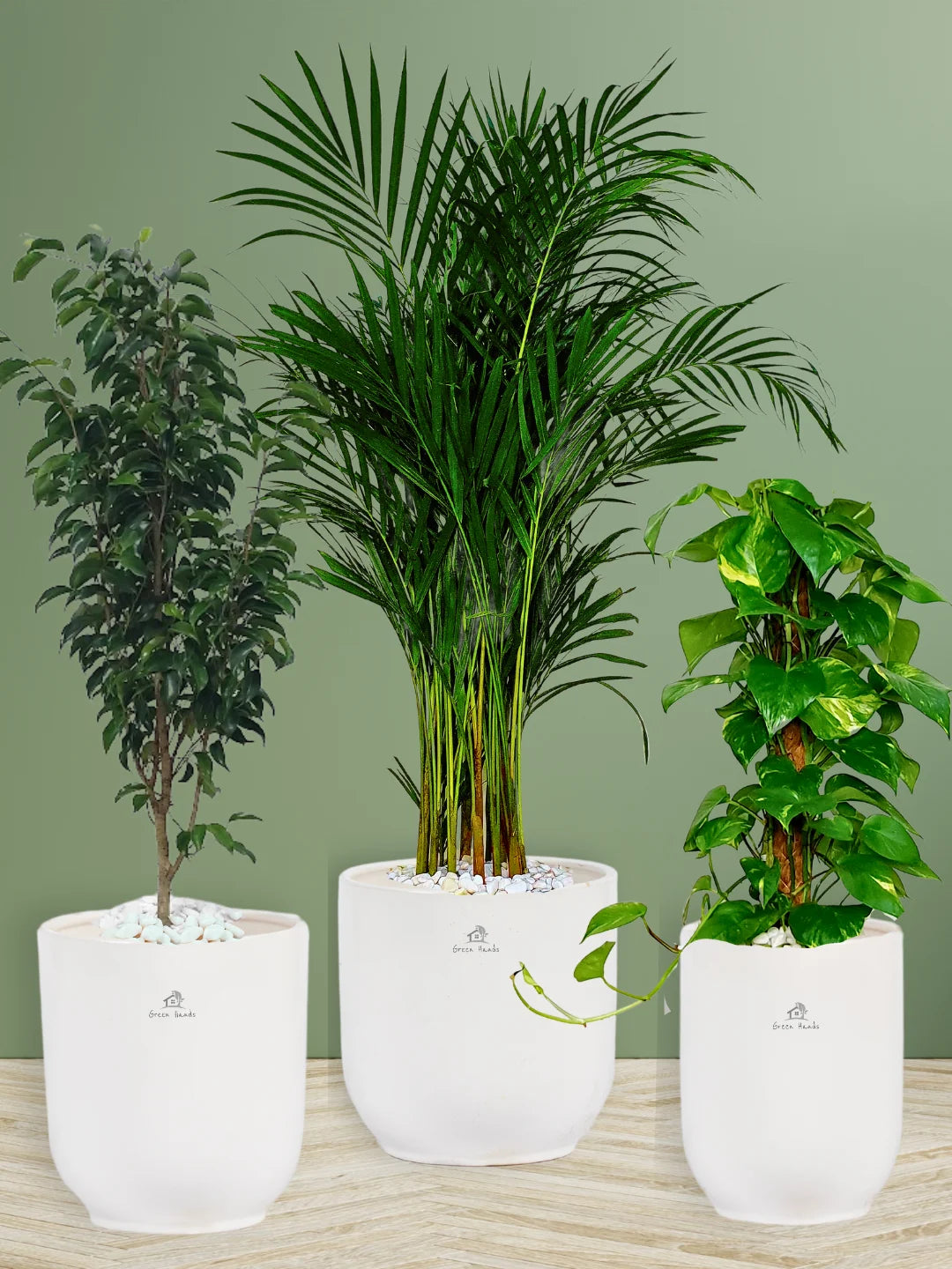 Potted Areca Palm, Ficus Benjamina, Money Plant | Premium Indoor Plants Bundle