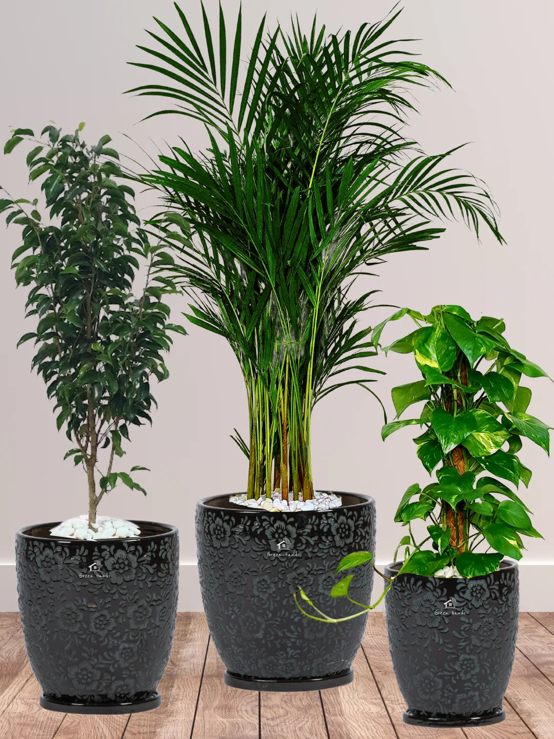 areca palm 14 Potted Areca Palm, Ficus & Money Plant Bundle