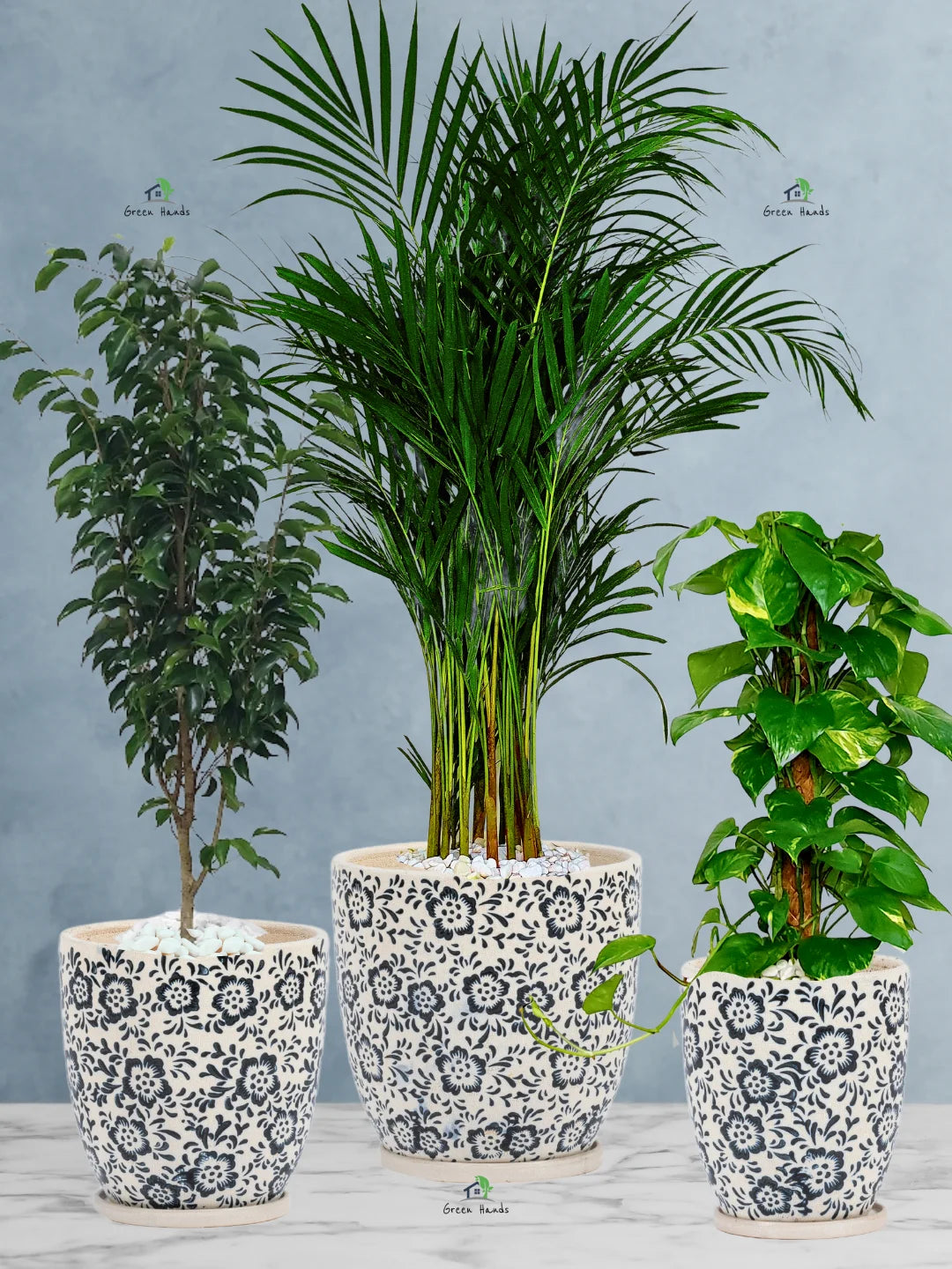 ficus money plant Potted Areca Palm, Ficus & Money Plant Bundle