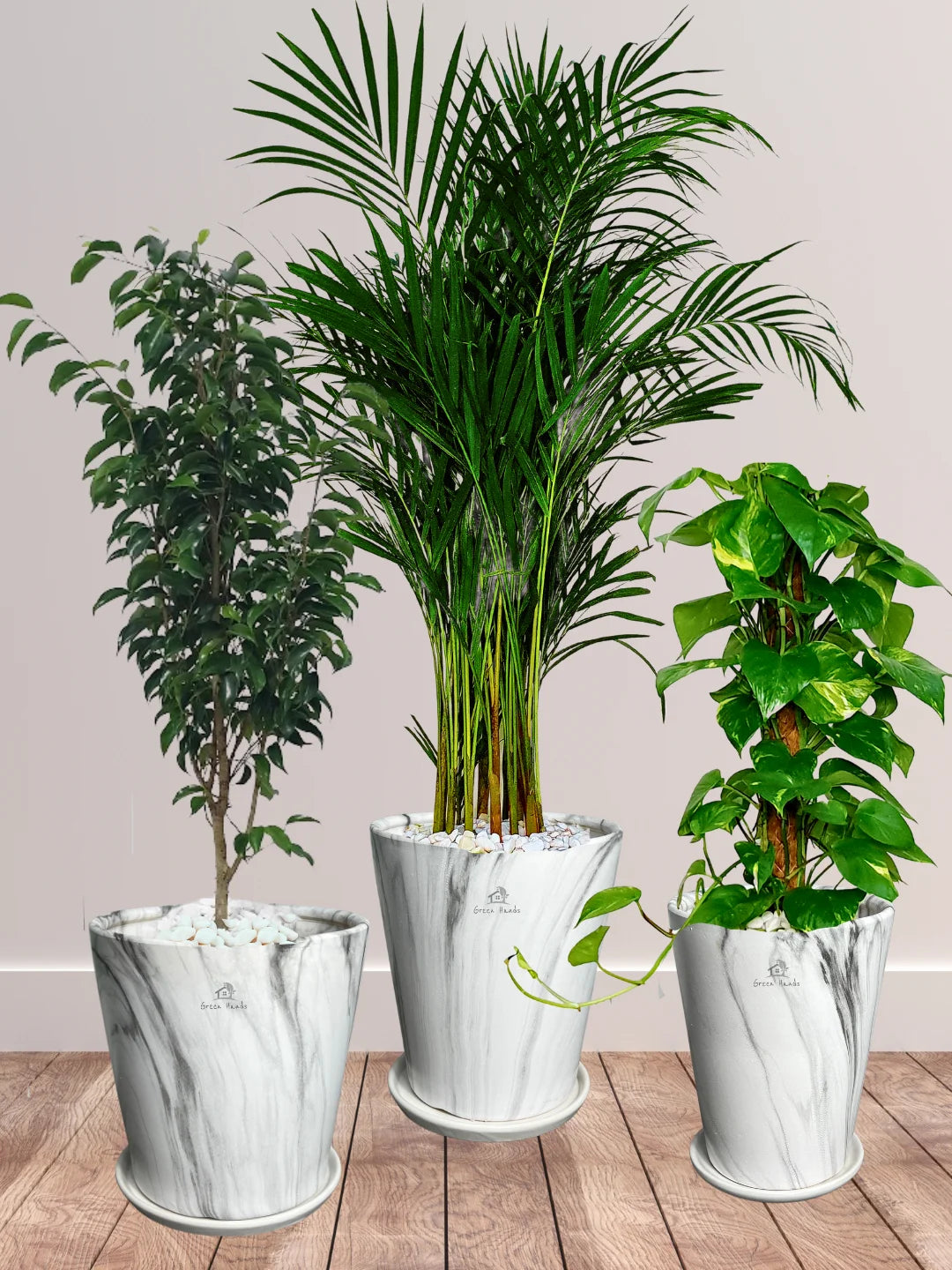 Potted Areca Palm, Ficus Benjamina, Money Plant | Premium Indoor Plants Bundle