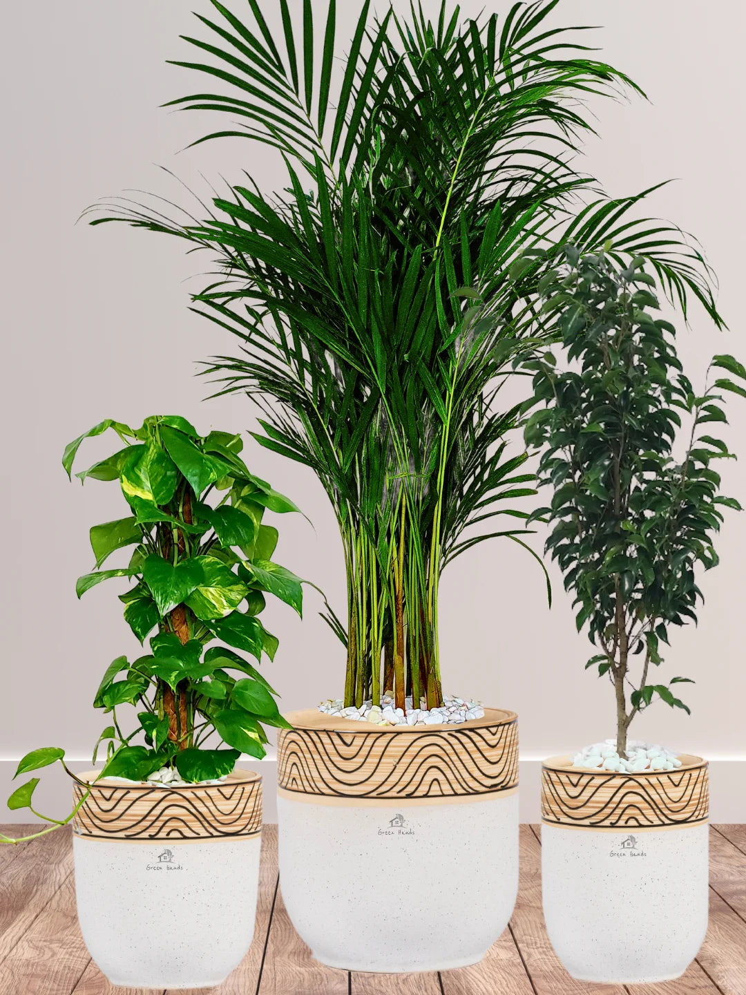 Areca-Money-Plant-Benjamina-Plants-Bundle-Beige-Floral-Ceramic-Pots