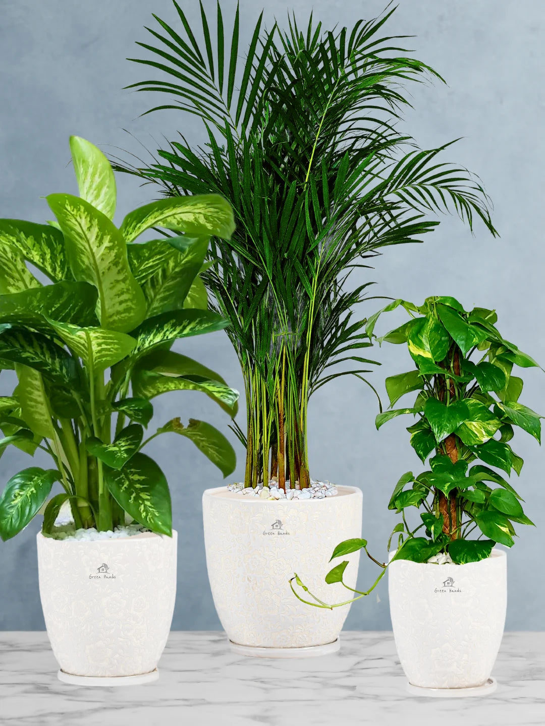 Areca-Money-Plant-Dieffenbachia-Plants-Bundle-Blossom-White-Ceramic-Pots