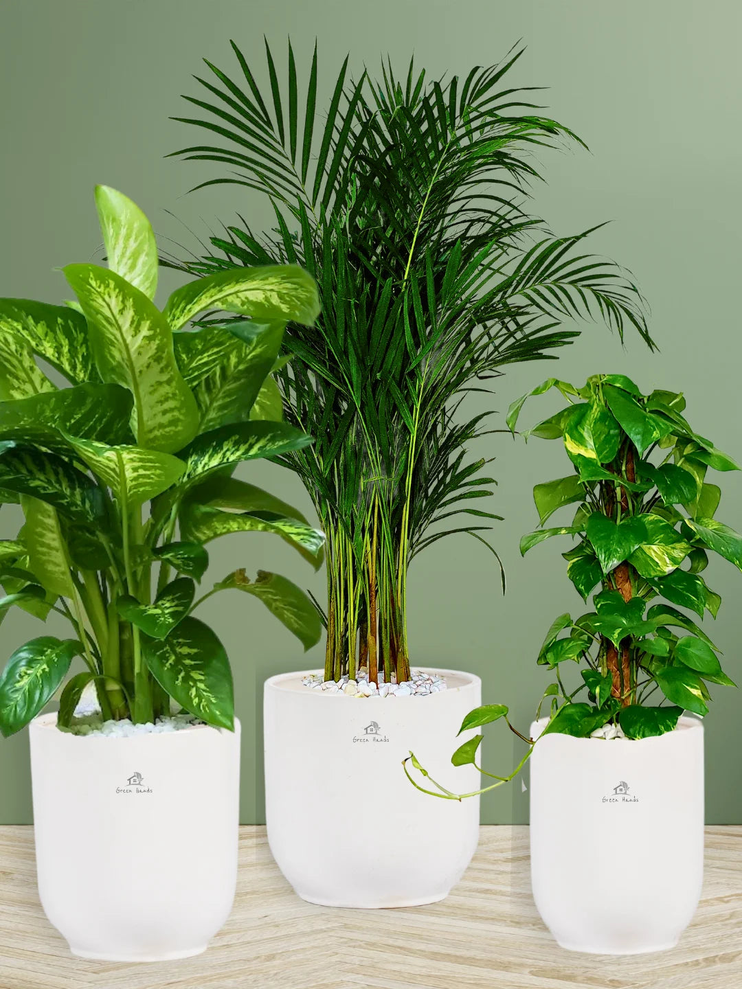 Potted Areca Palm, XL Dieffenbachia, Money Plant | Premium Bundle