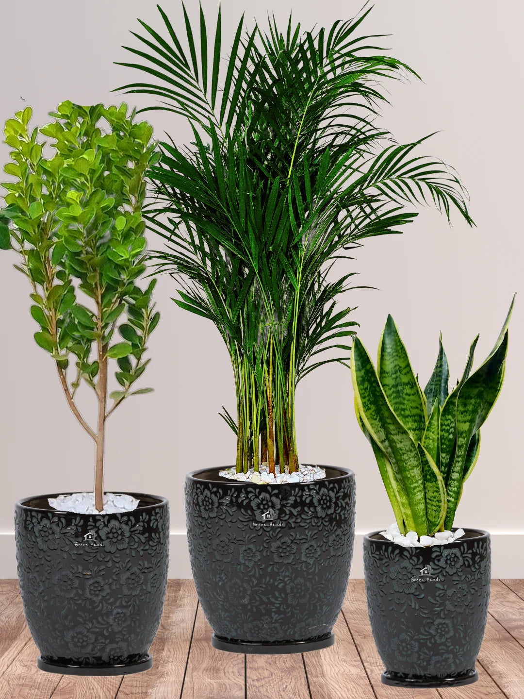 areca palm snake plant and money plant Potted Areca Palm, Snake Plant & Ficus Panda Trio
